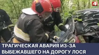 Трагическая авария из-за выбежавшего на дорогу лося | Новости Гродно. 26.05.2022