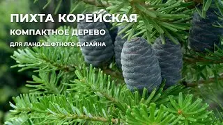 Пихта корейская: видовая красавица в 