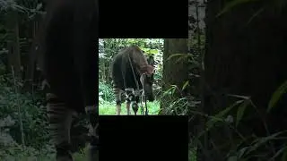 The most unusual and rare even-toed ungulate in the world. #shorts