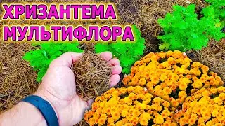 CHRYSANTHEMUM multiflora. FIVE tips for planting and caring for chrysanthemums in spring.
