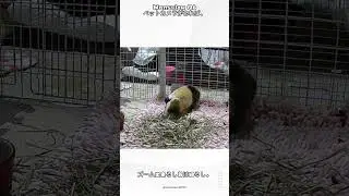 日本のwansview Q6ペットカメラのお客様が撮影した可愛い猫とハムスターのショートビデオを紹介したいと思います。#ペットカメラ #wansview #可愛いペット #猫 #ハムスター #動物好き