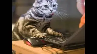 Го взаимку