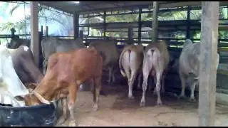 Lembu 2.mp4
