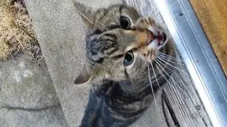 Impatient Cat Screams For Food