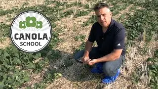 Canola School: Late frost? Avoid immediate spraying