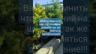 не забываем что растений на штамбе нельзя заглублять!!! может привести гибели #сад #дача #garden