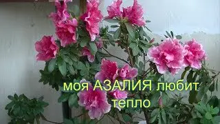 Азалия (Azalea). Моя Азалия любит тепло.