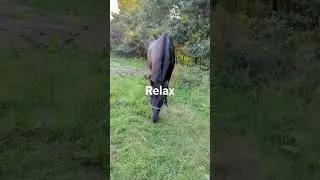 Take time to chill with your horse #horse #equestrian
