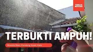Terbukti Ampuh! Tips Membersihkan dan Mensterilkan Kandang Ayam Kate dari Berak Hijau.