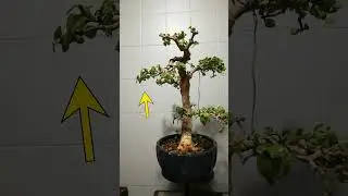 Portulacaria Afra Bonsai de telleme ile şekil değişikliği