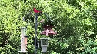 Cardinal feeding Brown-headed Cowbird fledgling.