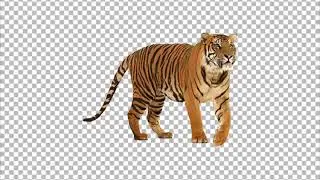 Tiger Transparent PNG