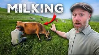 Milking Our Cow on Pasture - No Barn Required