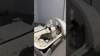 #котики поздравляем, у вас кот