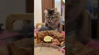 Lucy not eating the food