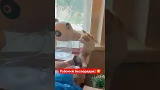 Приехал на адрес покупать антиквариат! #барахолка #винтаж #антиквариат