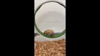 Happy International Armadillo Day!