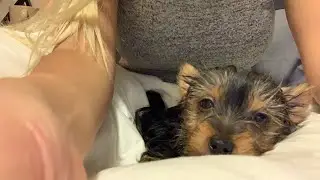 New family member - Happu