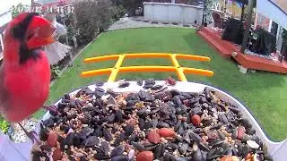 Bird Feeder camera video