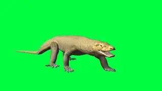 Komodo dragon // komodo dragon chewing // 
