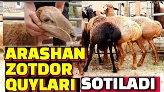 ARASHAN ZOTDOR QUYLARI SOTILADI/АРАШАН ЗОТДОР КУЙЛАРИ СОТИЛАДИ @jondoruz5002