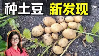 收土豆帶來出乎意料的驚喜!  Big Surprise brought by potato harvest