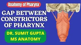 STRUCTURES BETWEEN CONSTICTORS || PHARYNX || SINUS OF MORGAGNI ||