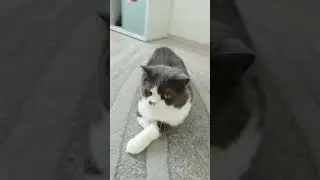 Цезарь лежит #врек #cat #kitten