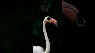 Imagine! what if it was real😳,,,,#art #animals #photography #photoshop #mixing