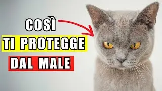 Ecco come il tuo gatto ti protegge dal male