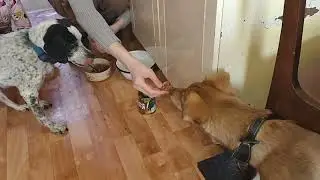 Старенький Майк🤗☺️🙏