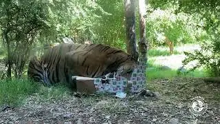 Nuestro Tigre, Charly, recibió su regalo de Navidad