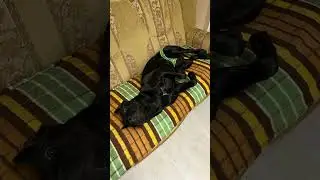 Девочка созрела🤣🤣🤣 #canecorsoitaliano #канекорсо #canecorso #троя #dog #puppy #cane