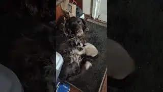 Сиамская кошка - Симба любит греться у Тумана.