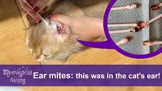 How to Treat and Clean Ear Mites in 2 Easy Steps? 🤯 Look What Was in the Cats' Ears!