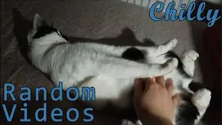 A Very Relaxed Cat
