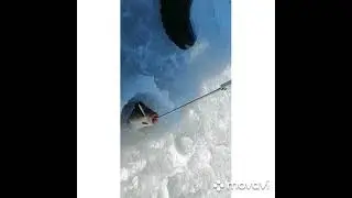 Пруд Шевченково. Досадный сход,пойманный карп и судаки.