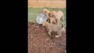 Boerboel PUPPIES Playing #puppy #trending #boerboel #doglover