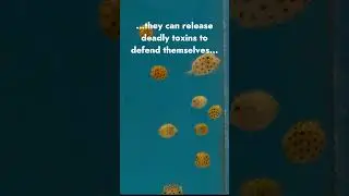 Baby Yellow Boxfish Are Awesome!