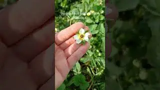 😱 Почему у клубники чернеют цветы и что с этим делать #клубника #огород #дача