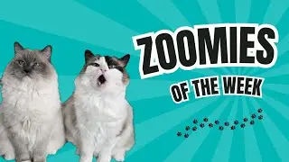 Zoomies of the Week (Sept 23-29, 2024) - Eevee and Yoshi