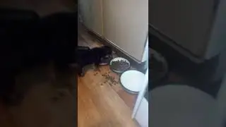 Вермишелька кушает