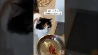 dogs and cats be like......