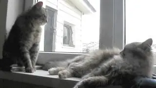 женская сущность