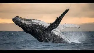 Whales: The Greatest Evolutionary Epic in My Heart | Evolution Story