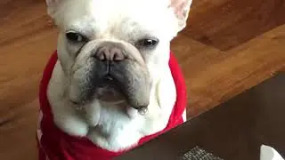 Текут Слюни но терпеливо молчит и ждёт награды Frenchie Kimba