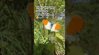 That’s Why They Call It The Orange Tip 😍🦋