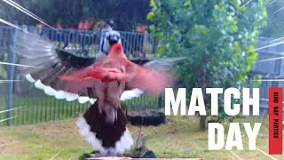 Epic Battle: Cardinal vs Blue Jay!