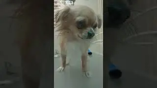 #щенок #dog #like #берегипитомца #юлияветеринар