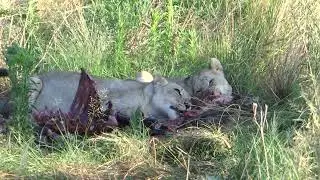 LION PRIDE EATING WILDEBEEST (RAW NATURE)